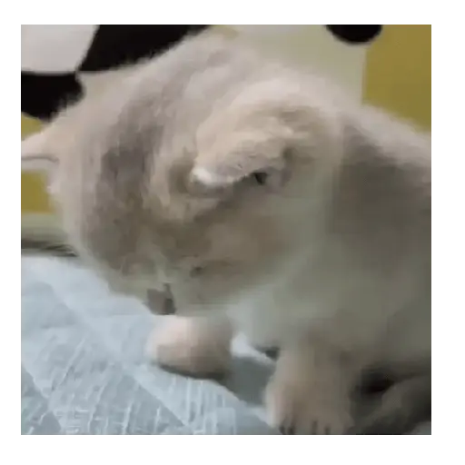 Gatos Tiernos 🩷 14