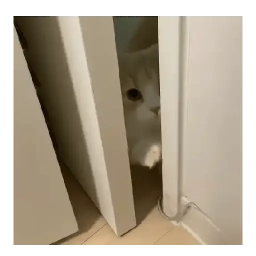 Gatos Tiernos 🩷 13