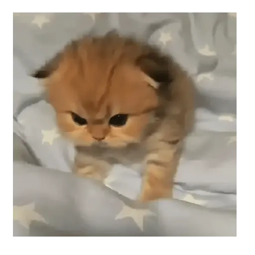 Gatos Tiernos 🩷 12