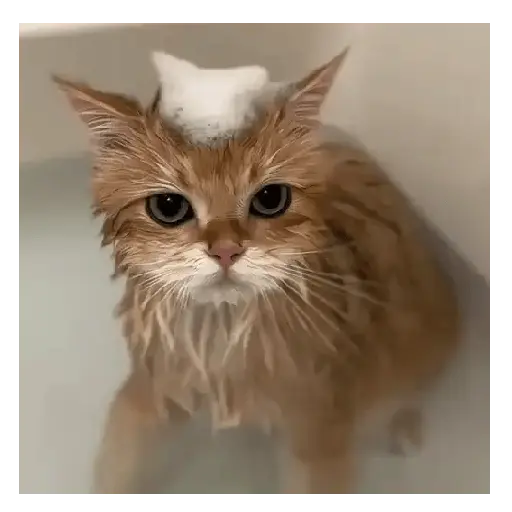 Gatos Tiernos 🩷 11