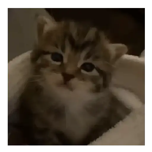 Gatos Tiernos 🩷 10