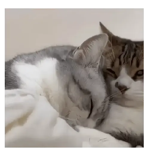 Gatos Tiernos 🩷 9