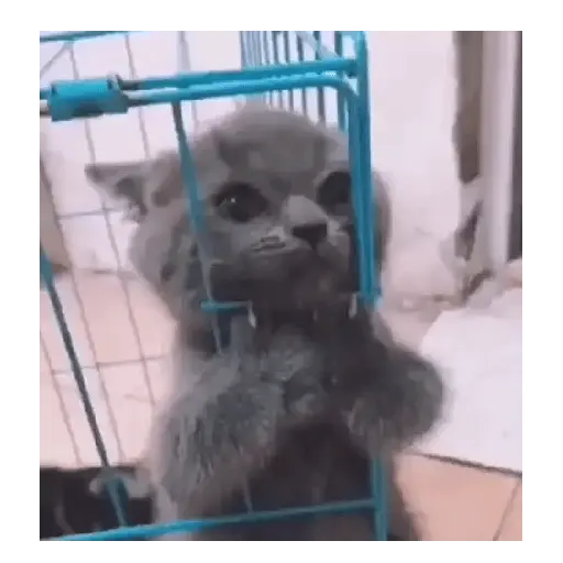 Gatos Tiernos 🩷 8
