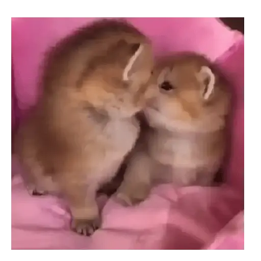 Gatos Tiernos 🩷 7