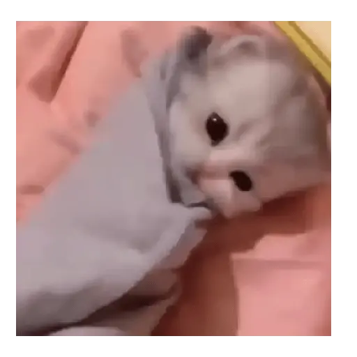 Gatos Tiernos 🩷 6