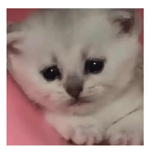 Gatos Tiernos 🩷 5