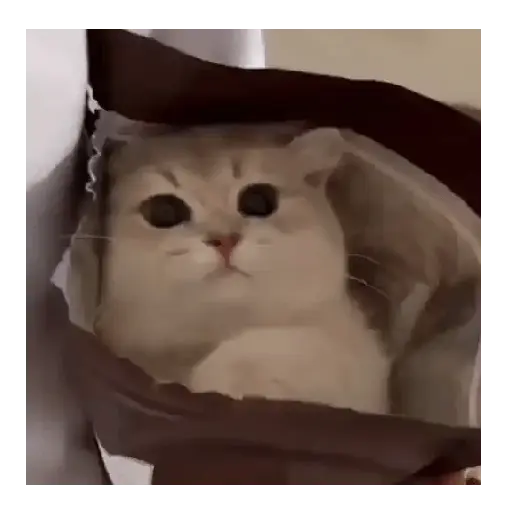 Gatos Tiernos 🩷 4