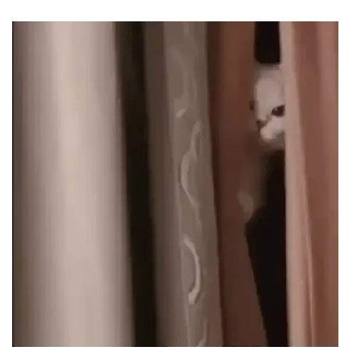 Gatos Tiernos 🩷 3