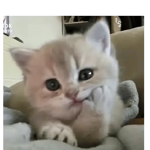 Gatos Tiernos 🩷 2