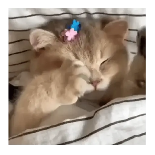 Gatos Tiernos 🩷 1