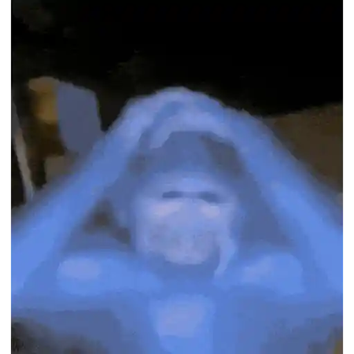 GIFS 1