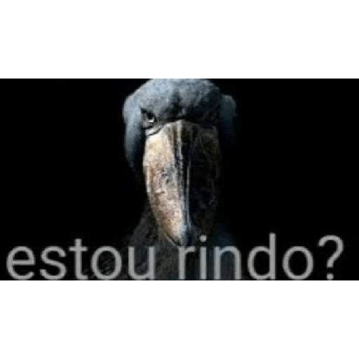 Chitpost br 20