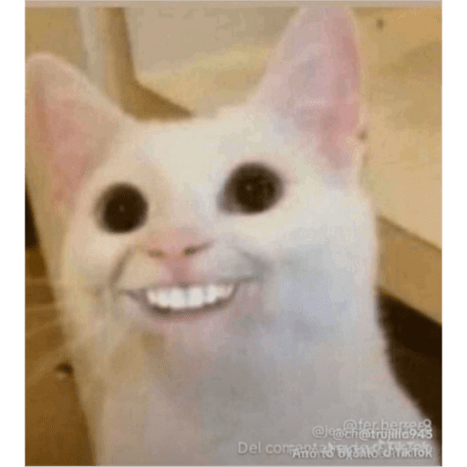 Tik tok 11