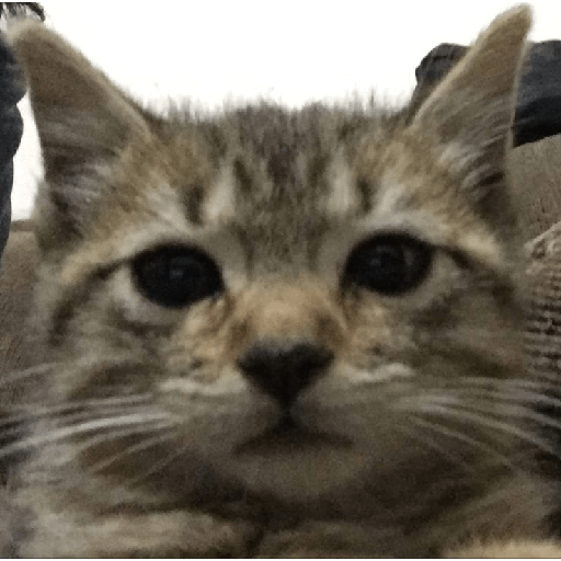 Gatito 2