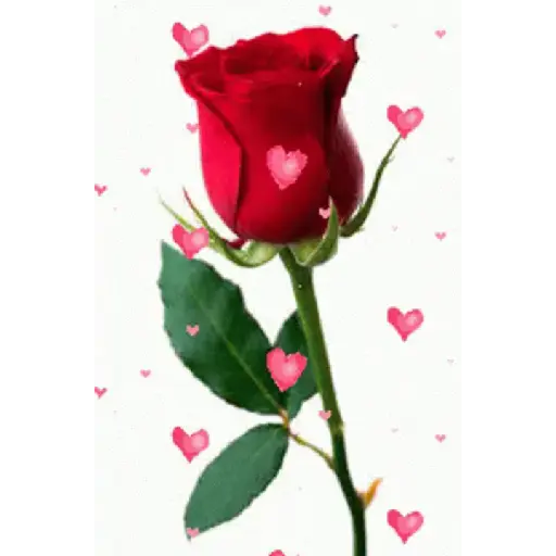 Flores  1