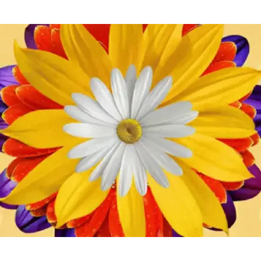 Flores  5