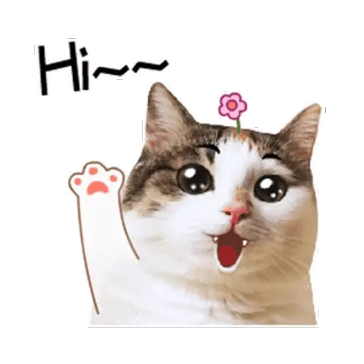 Funny Cat✨🐱