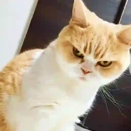 Funny CaTs 🐈‍⬛🐈🐾