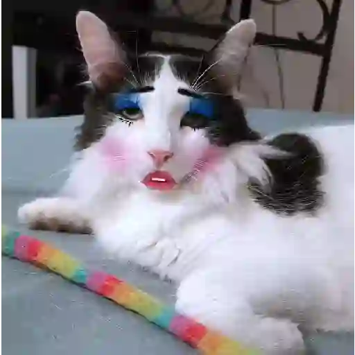 Meme como PIRUJA TikTok✨