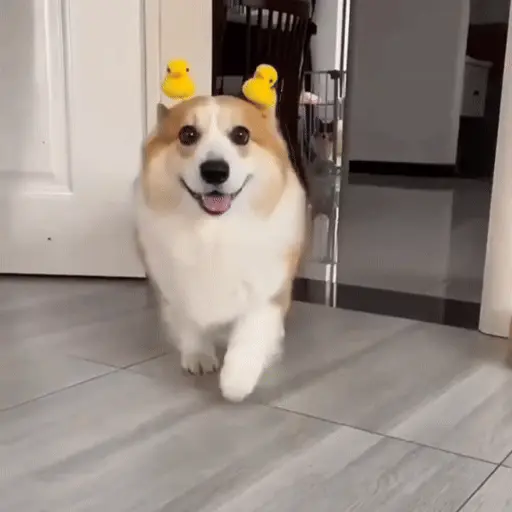 Funny Corgi ✨🐾