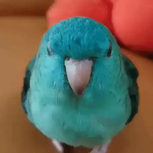 FuNNy BiRdS #2🦜