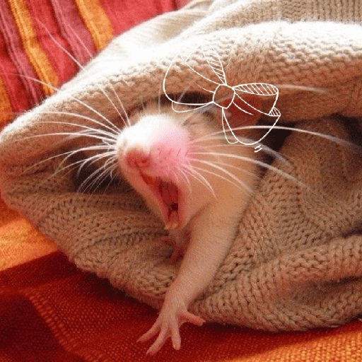 Ratitas Blancas Ternura ON 💕