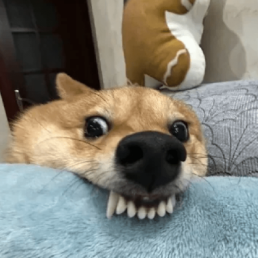 Funny Dog 😆🐾✨🐶