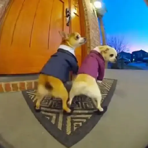 Chihuahuas Dance 🎶🐶