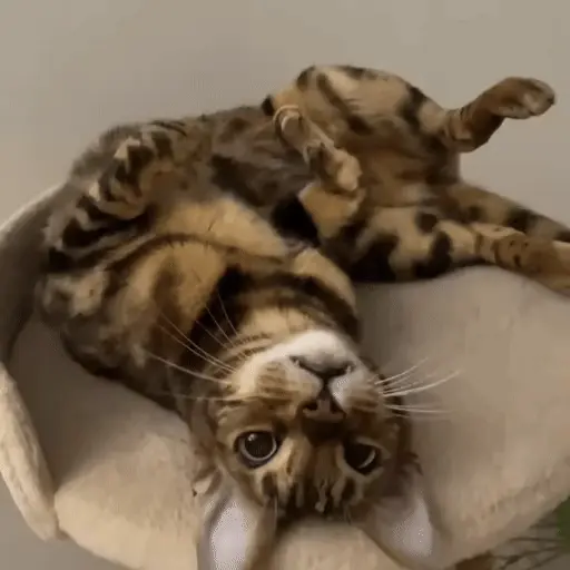 🐈‍⬛🐾🐾GaToS 🐾🐾🐈