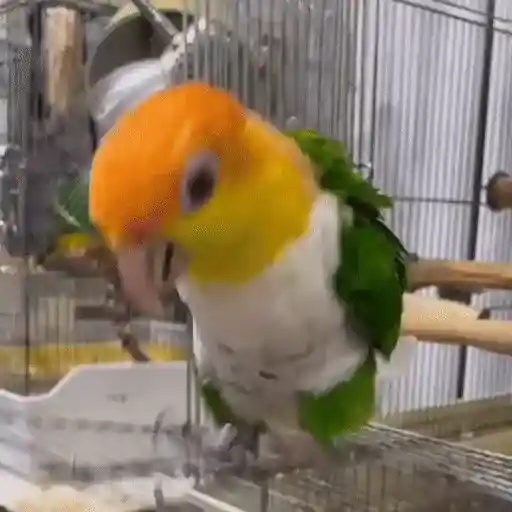 Funny Birds #1🦜