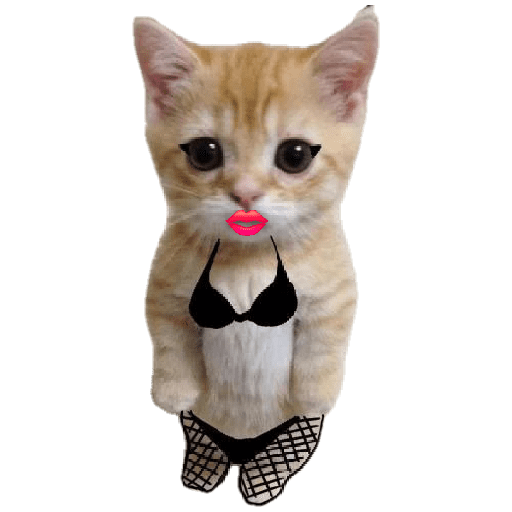 Michis  random mood 🐱 1