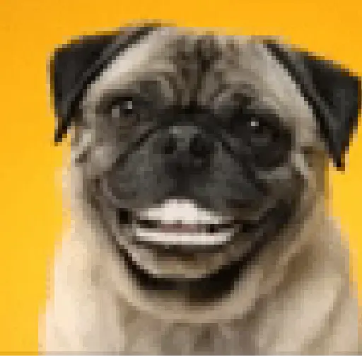 Funny dogs 2🐶🐾🤭