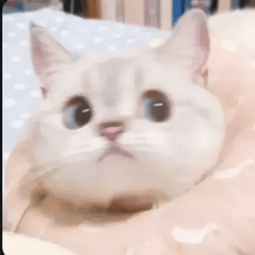 Funny reaction cat✧･ﾟ: *✧･ﾟ:
