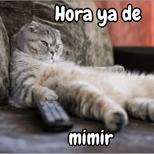 Michis durmiendo🐱💤💤