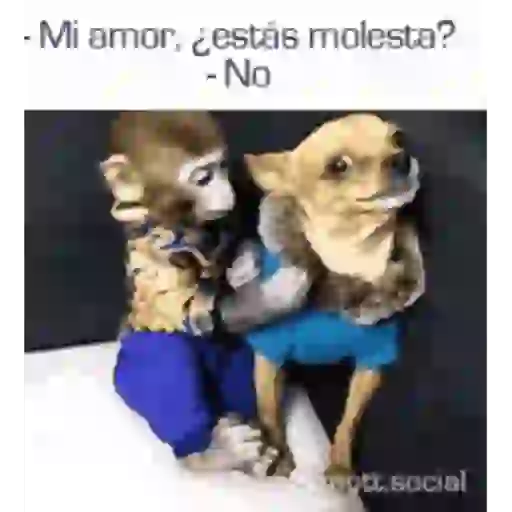 Changos 17