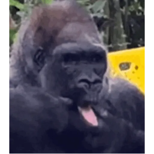Changos 3