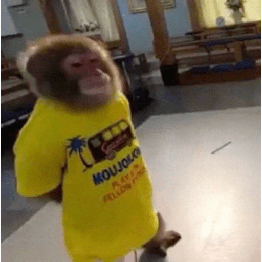 Macaquinhoos 5