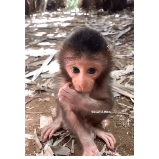 Macaquinhoos 3