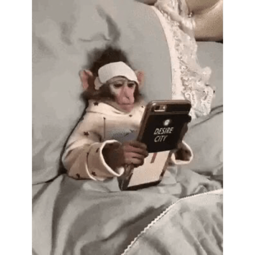 Macaquinhoos 13