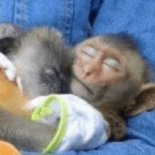 Macaquinhoos 4