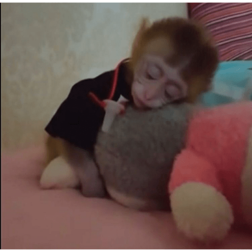 Macaquinhoos 7