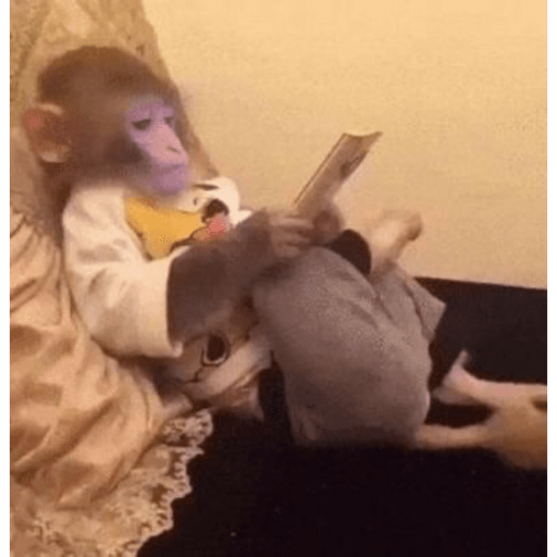 Macaquinhoos 12