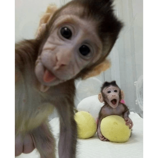 Macaquinhoos 2