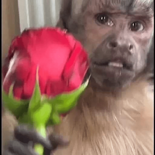 Macaquinhoos 18