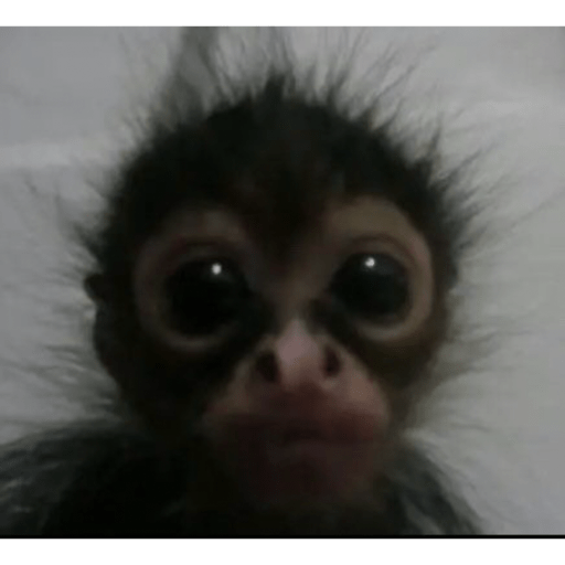 Macaquinhoos 15