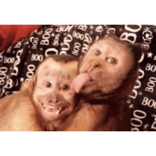 Macaquinhoos 6