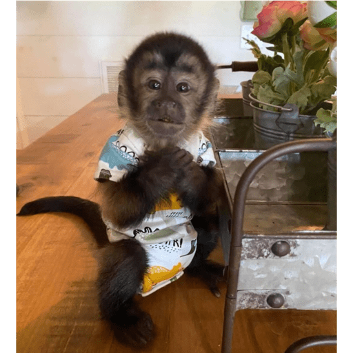 Macaquinhoos