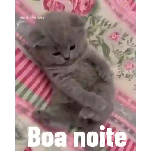Boa noite 🌠 2