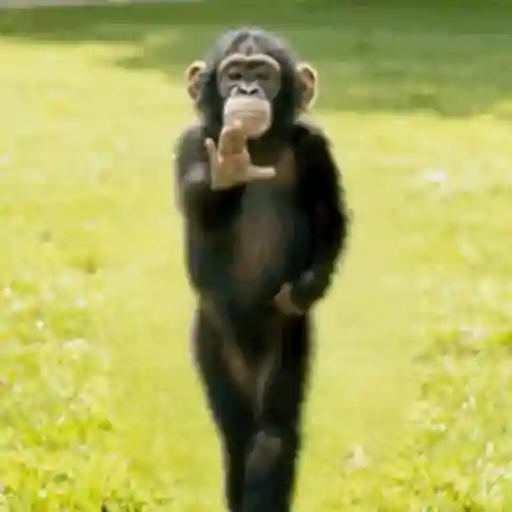 Monito Bailando🎶✨🐒 12