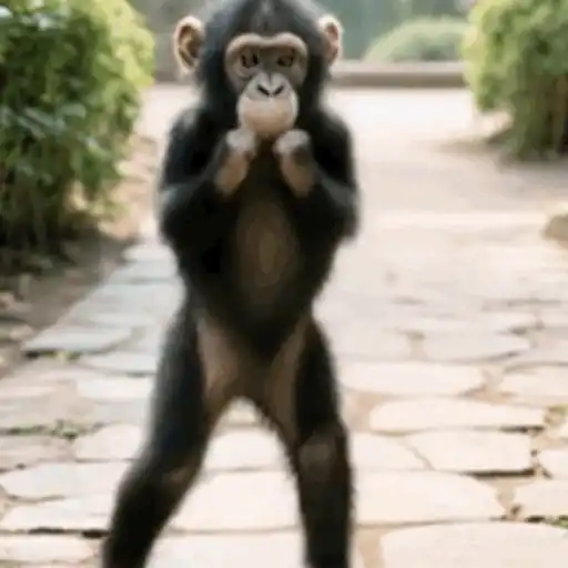 Monito Bailando🎶✨🐒 2